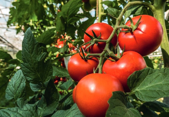 Tomaten und frisches Gemüse