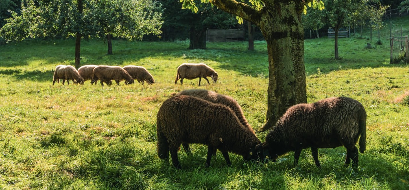 Schafe auf einer Wiese am Leyenhof